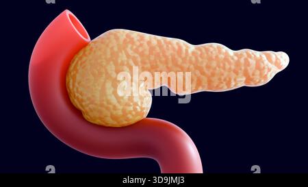 Eine 3D-medizinische Darstellung des Pankreas und seiner anatomischen Beziehung zum Zwölffingerdarm. Stockfoto