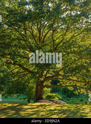 Reife rote Eiche aus dem Norden mit hinterleuchtetem Laub, der lange Schatten auf dem Rasen im Larz Anderson Park in Brookline, MA, USA, wirft, im späten Nachmittagslicht. Stockfoto