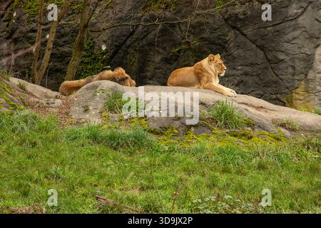 WA28792-00...WASHINGTON - die Löwin wacht auf und bewacht den männlichen Löwen, der auf dem Felsen hinter ihr schläft, im Woodland Park Zoo in Seattle. Stockfoto