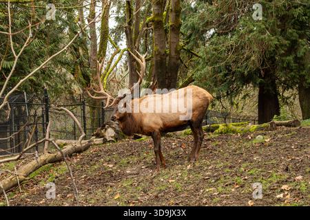WA28795-00...WASHINGTON - männlicher Elch mit großem Gestell im Woodland Park Zoo in Seattle. Stockfoto
