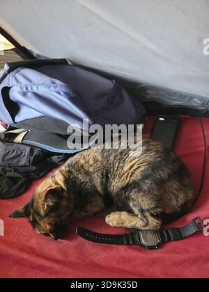 Friedliche Schildpatt-Katze, die im Zelt auf roter Oberfläche schläft. Müde Katze genießt ein gemütliches Nickerchen neben dem Rucksack und fühlt sich während des Campingabenteuers entspannt Stockfoto