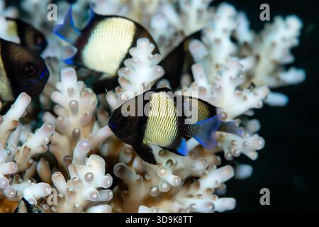 Dascyllus, Two Stripe Damselfish, Dascyllus reticulatus, auf der Hartkoralle Tulamben, Bali, Indonesien Stockfoto