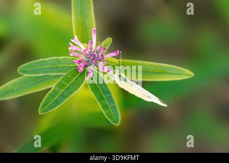 Ein Schmetterling aus der Familie der Pieridae, der eine rosafarbene rote Klee (Trifolium pratense) bestäubt. Blick von oben auf das Insekt, das auf der umgebenen Pflanze thront Stockfoto