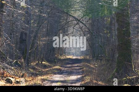 Sonnendurchfluteter Waldweg, der sich im Frühjahr durch alte Bäume schlängelt. Geheimnisvolles Licht und Schatten schaffen eine friedliche, natürliche Stimmung, Bialowieza Forest, Pol Stockfoto