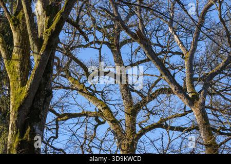 Moosige Zweige des Blattlosen Englischen Eichenbaums (Quercus robur), die natürliche Muster an einem sonnigen Tag erzeugen, Bialowieza Forest, Polen, Europa Stockfoto