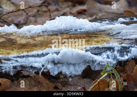 Haareisbildung auf verfallendem Holz im Herbstwald, delikates Naturphänomen mit dünnen Eisfilamenten Stockfoto