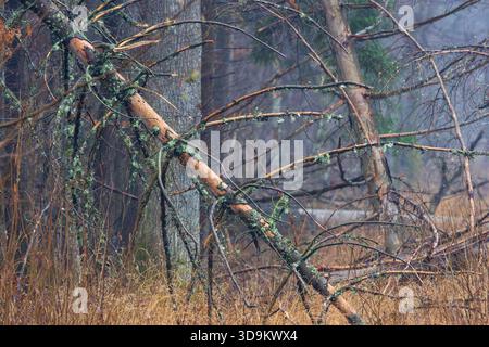 Nebliger Urwald im Spätherbst, mit Moos und Flechten bedeckte Baumstämme, umgefallene Äste und sanftes Morgenlicht, Bialowieza Forest, Polen, EUR Stockfoto