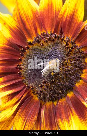 Europäische Honigbiene auf Sonnenblume Stockfoto