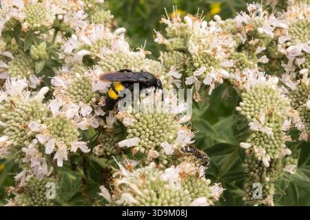Scolia hirta Large Scoliid Wasp on Flower American Hairy Mountain Mint Stockfoto