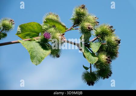 Größere Klettengrate Arctium lappa Stockfoto