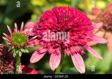 Rot, Coneflower, Blume Echinacea purpurea „Sunny Days Ruby“ Stockfoto