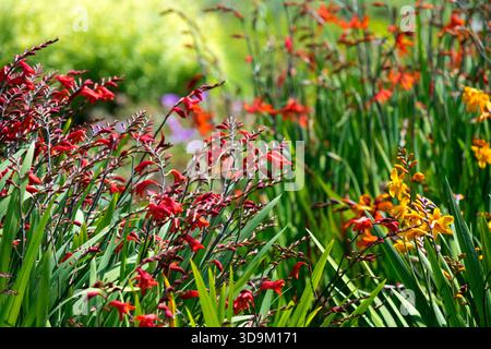 Montbretia Pflanze Montbretias im Garten verschiedene mehrfarbige Sorten reichen Garten Stockfoto