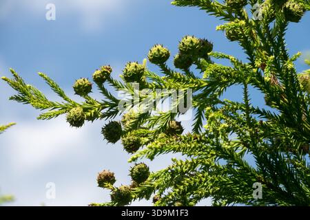 Cryptomeria-Kegel auf Zweig Cryptomeria japonica „Sekkan“ Stockfoto