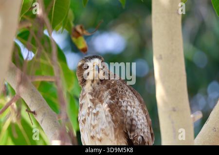 Junger Weißäugiger Bussard auf einem Baum und Konzentration auf eine Beute Stockfoto