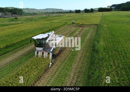 Landwirte ernten Reis auf Reisfeldern mit modernen Mähdreschern und traditionellen Dreschmaschinen in der ländlichen Landwirtschaft Taiwans Stockfoto