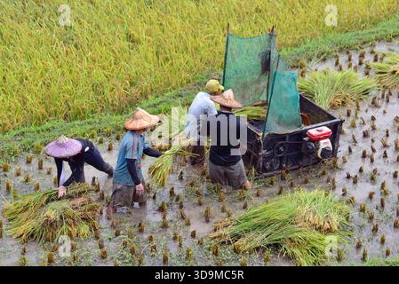 Landwirte ernten Reis auf Reisfeldern mit modernen Mähdreschern und traditionellen Dreschmaschinen in der ländlichen Landwirtschaft Taiwans Stockfoto