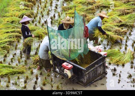 Landwirte ernten Reis auf Reisfeldern mit modernen Mähdreschern und traditionellen Dreschmaschinen in der ländlichen Landwirtschaft Taiwans Stockfoto