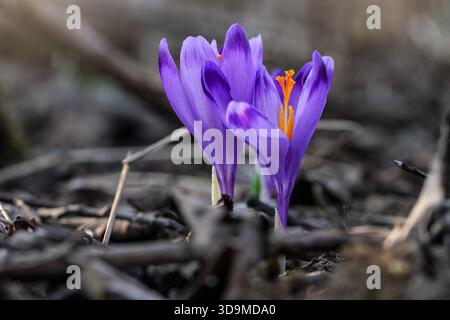 Wilde lila und gelbe Iris (Crocus heuffelianus / Discolor) Blüte wächst im Schatten, trockenes Gras und Blätter herum Stockfoto