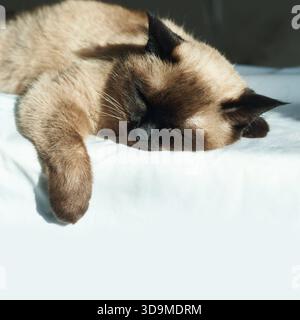 Siamkatze schläft friedlich auf einem sonnendurchfluteten Bett. Stockfoto