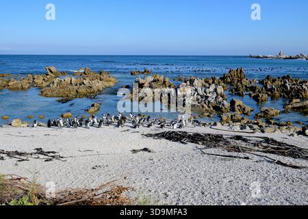 Stony Point Nature Reserve (Betty's Beach, Westkap), Südafrika mit einer Gruppe des vom Aussterben bedrohten afrikanischen Pinguins (Spheniscus demersus) Stockfoto
