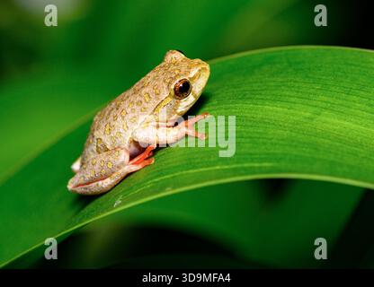 Gemalter Schilffrosch (Hyperolius marmoratus verrucosus) aus Stellenbosch, Südafrika. Stockfoto