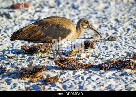 Hadada ibis (Bostrychia hagedash) vom Stony Point Nature Reserve, Western Cape, Südafrika. Stockfoto