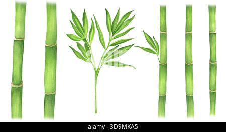 Ein Bündel grüner Bambusstämme und Blätter isoliert. Chinesisches Gartenklipart. Bambusbaumelemente. Handgezeichnete Aquarellillustration für asiatische Themen Stockfoto
