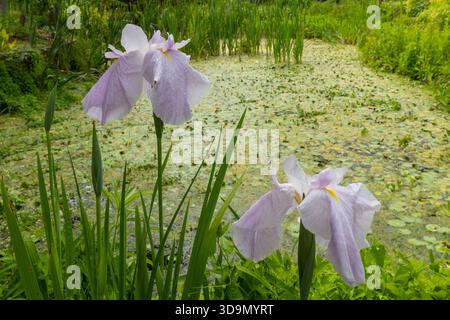 Schöne blassviolette japanische Wasserlisen blühen in einem üppigen Gartenteich Stockfoto