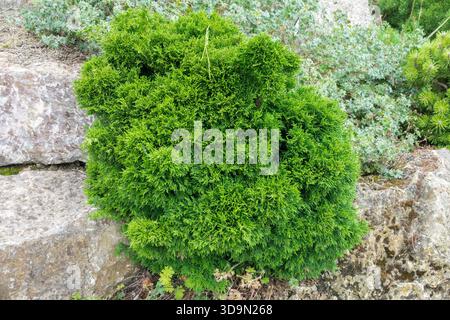 Chamaecyparis lawsoniana „Grüner Globus“, Zwergkonifer Miniatur kleine kleine kleine kleine kleine kleine kleine kleine Pflanze in niedriger Größe im Garten Stockfoto