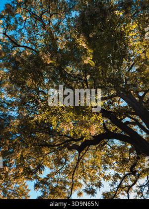 Sonnendurchflutetes Baumdach mit blühenden Ästen und goldenem Licht vor einem klaren blauen Himmel, das die Schönheit der Natur bei warmem, ruhigem Tageslicht einfängt Stockfoto