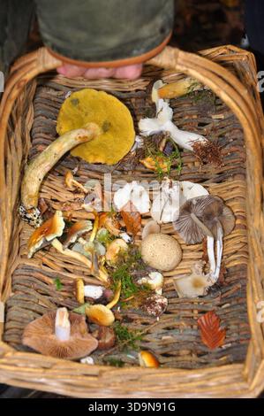 Korb mit verschiedenen Pilzarten, gesammelt zur Identifizierung auf einem Pilzausflug an einem Herbsttag in Wiltshire. Stockfoto