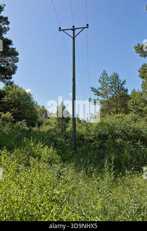 Versorgungsmast aus Holz, unterstützt Freileitungen, in ländlichen oder bewaldeten Gebieten, bei sonnigem Sommerwetter, Muhu, Estland. Stockfoto