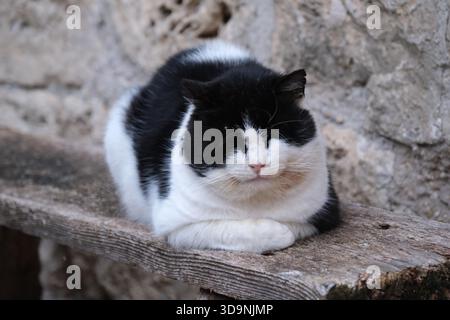 Schwarz-weiße Katze auf einer Holzbank von Castel Trosino, Provinz Ascoli Piceno, Region Marken, Italien Stockfoto