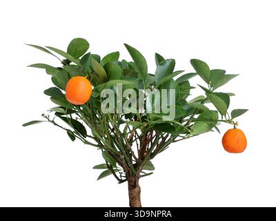 saatgut löwenzahn BIO Löwenzahn Samen main image 0