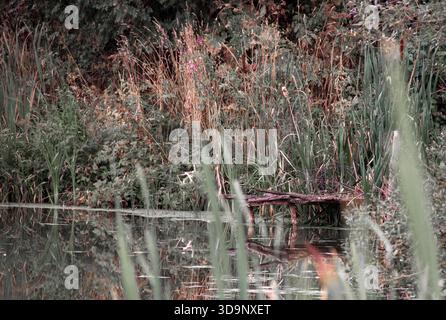 Kleine Holzbrücke über einem ruhigen Dorfteich umgeben von grüner Natur Stockfoto