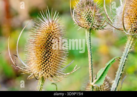 Teasel (dipsacus fullonum), Nahaufnahme mit Fokus auf einen einzelnen, stacheligen Samenkopf mehrerer gewöhnlicher Pflanzen, isoliert vom Hintergrund. Stockfoto