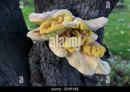 Laetiporus sulphureus Huhn des Waldpilzes am Stamm Stockfoto