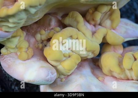 Waldpilz Laetiporus sulphureus Close Up Texture Pattern Stockfoto