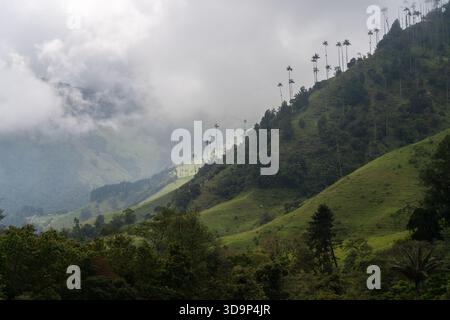 Nebellandschaft mit Wachspalmen auf Green Hills im Cocora Valley Kolumbien Stockfoto