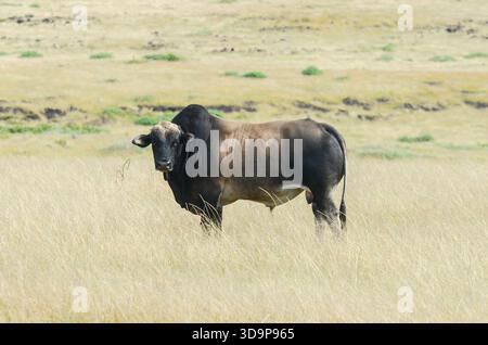 Majestätischer Stier steht auf einem üppigen Grünland Stockfoto