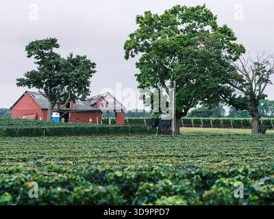 Long Island North Fork Weinberg mit Weinreihen und einer alten roten Scheune, die im Spätsommer von Reifen Bäumen umrahmt wird. Stockfoto