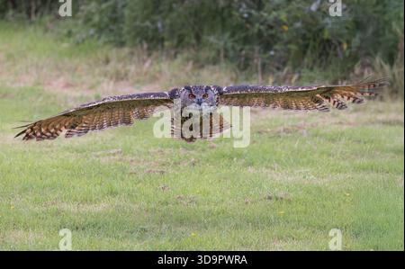 Europäische Uhu im Flug im Devon Bird of Prey Centre, Ipplepen, Devon, Großbritannien Stockfoto