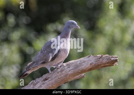 Holztaube [ Columba palumbus ] Jungvogel auf totem Baumzweig mit unscharfen Bokeh-Highlights im Hintergrund Stockfoto