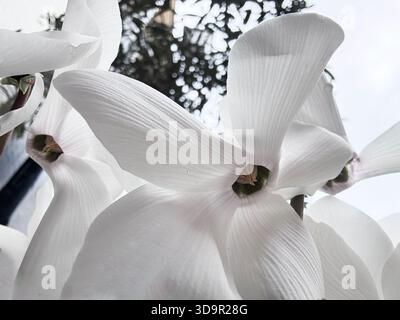 Eine Nahaufnahme aus dem niedrigen Winkel mit zarten, eleganten weißen Cyclamen-Blüten, die mit ihren einzigartigen, aufgewühlten Blütenblättern vor einem hellen, leicht verschwommenen Ba blühen Stockfoto
