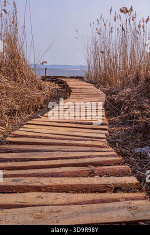 Hölzerne Promenade führt durch trockenes Schilf zu einem ruhigen Seeufer, wo Sie die rustikale Natur und die friedliche saisonale Feuchtlandschaft einfangen. Stockfoto