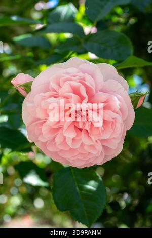 Eine üppige, mittelrosa Gartenrose, flankiert von zwei ungeöffneten Knospen, zeigt an einem sonnigen Tag ihre perfekte, geraffte Form und üppige Textur. Stockfoto