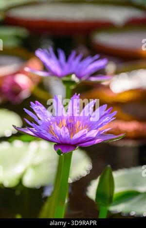 Leuchtende lila und rosa Seerosen und ihre Knospen schweben ruhig auf dunklem Wasser, umgeben von großen, runden Lilienpads. Stockfoto