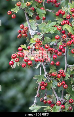 Weißdornbeeren Stockfoto