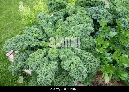 Grünkohl wächst in einem Hochbeet-Gartengemüse Stockfoto