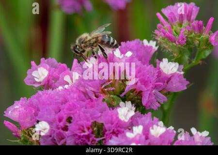 Honigbiene auf Flower Statice Limonium sinuatum „QIS Rose“ Stockfoto